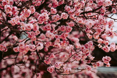 Close-up of pink cherry blossom