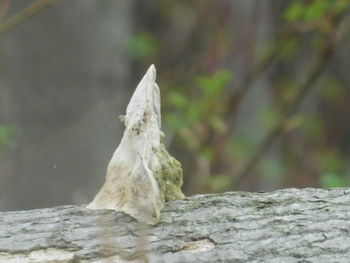 Close-up of rock on tree during winter