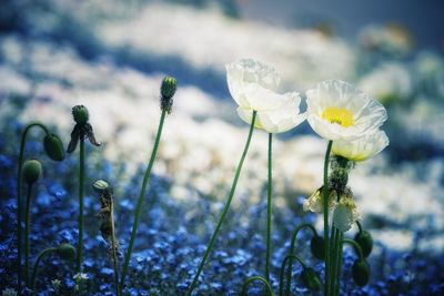 Close-up of poppy blooming on field