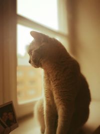 Close-up of cat sitting on window sill
