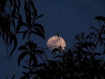 Low angle view of silhouette tree against sky at night
