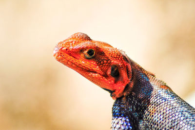 Close-up of lizard