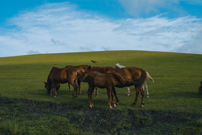 Horses grazing on field