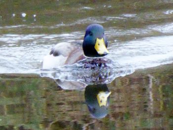 Close-up of mallard duck in lake