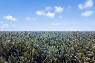 Crops growing on field against sky