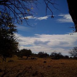 Bare trees on field against cloudy sky