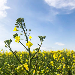 Close-up of fresh yellow flowering plants on field against sky