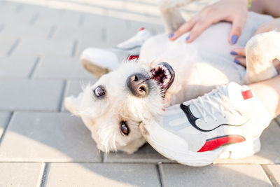 High angle view of dog on footpath