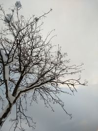 Low angle view of silhouette bare tree against sky