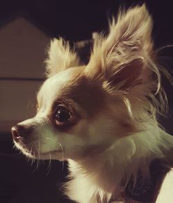 Close-up of a dog looking away