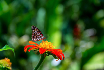 Close-up of butterfly pollinating on flower