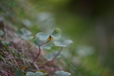 Close-up of white flowering plant