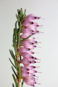 Close-up of purple flowers against white background