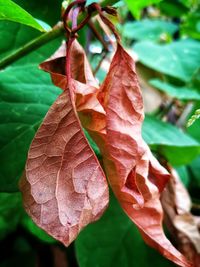 Close-up of dry maple leaf on tree