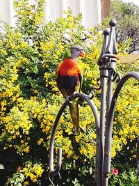 Bird perching on flower