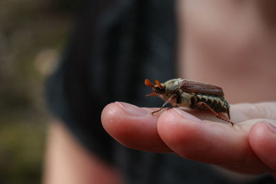 Close-up of hand holding small beetle outdoors