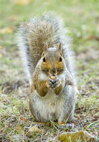 Close-up of squirrel on rock
