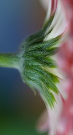 Close-up of flower plant