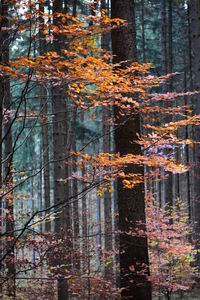 Reflection of trees in lake during autumn