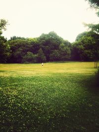 Trees on grassy field