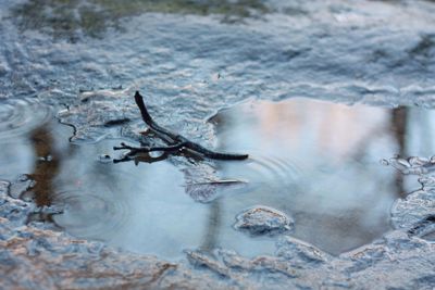 High angle view of stick fallen on wet road