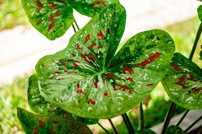 Background texture on leaves, close up shot on the beautiful caladium bicolor leaf in the garden.