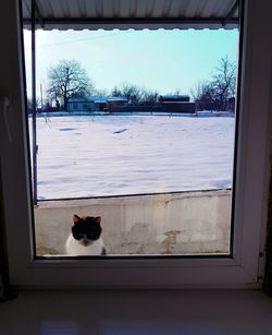 Cat looking through window in winter