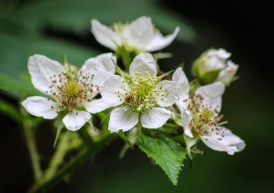 Close-up of bee on white flowers