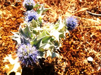 Close-up of bumblebee on flowers