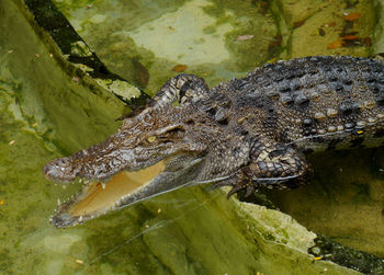 Close-up of crocodile in sea