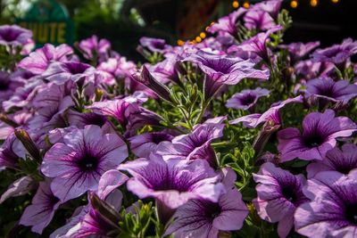 Close-up of purple flowers blooming outdoors