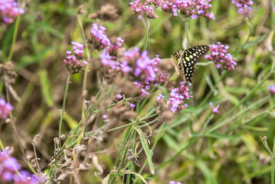 Close-up of butterfly pollinating on purple flower