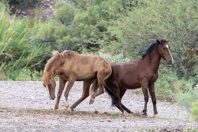 Horses standing in a field