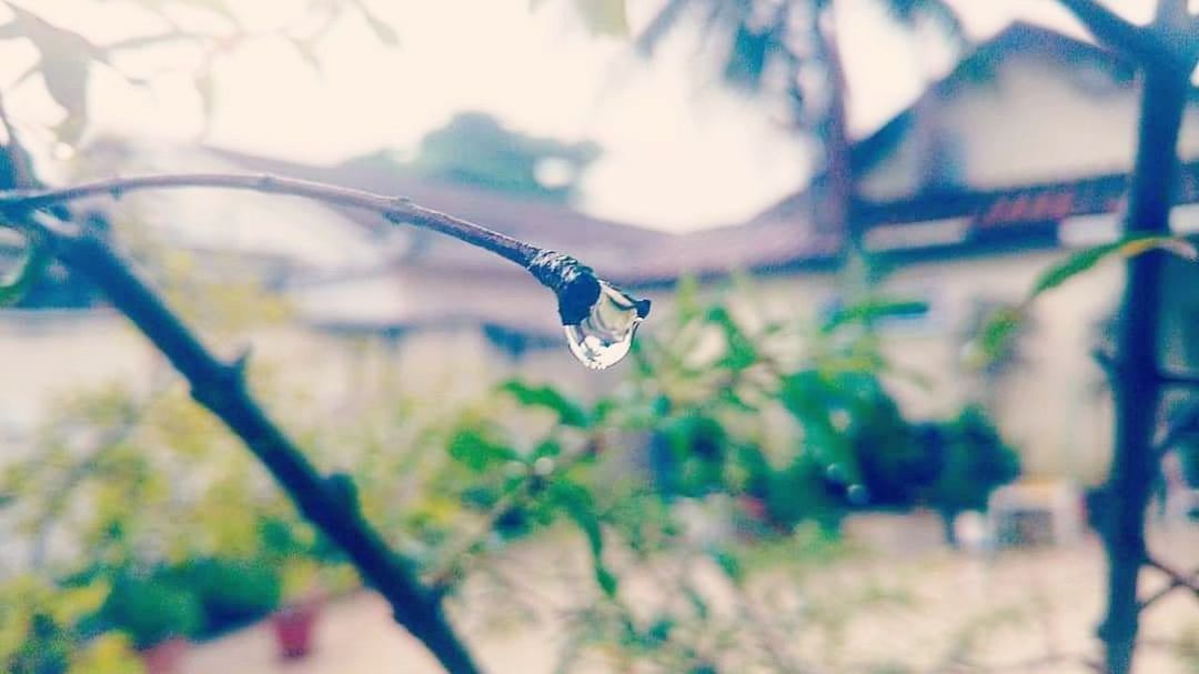 tree, plant, water, nature, drop, branch, close-up, day, selective focus, focus on foreground, winter, cold temperature, no people, wet, beauty in nature, outdoors, one animal, tranquility, ice, purity