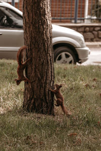 Dog on tree trunk