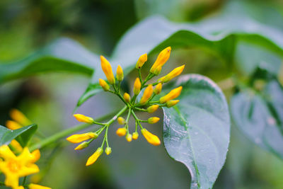 Close-up of yellow flowering plant