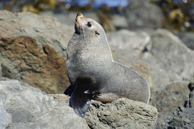 Close-up of penguin on rock