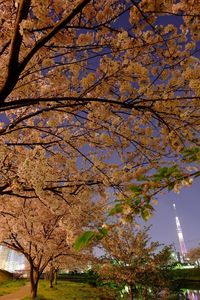 Low angle view of trees against sky during autumn