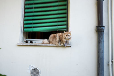 Cat lying on wall of building