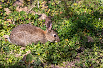 Brown rabbit eating in green grass shrubs
