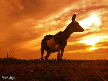 Silhouette horse on field against orange sky