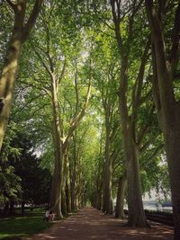 Trees growing in park