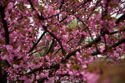Close-up of pink cherry blossom