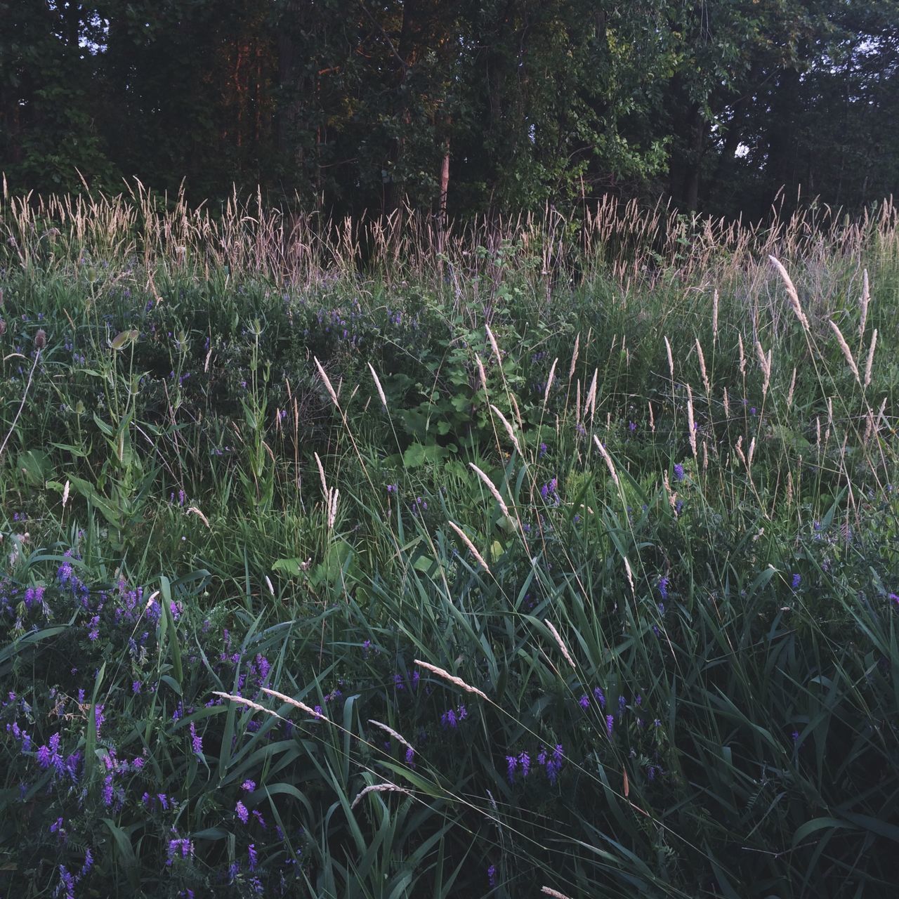 growth, plant, beauty in nature, grass, nature, field, flower, tranquility, freshness, green color, tree, tranquil scene, growing, outdoors, scenics, fragility, day, no people, sunlight, purple