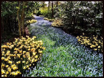 Close-up of flowers in water