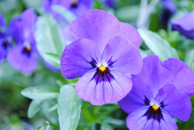 Close-up of purple flower