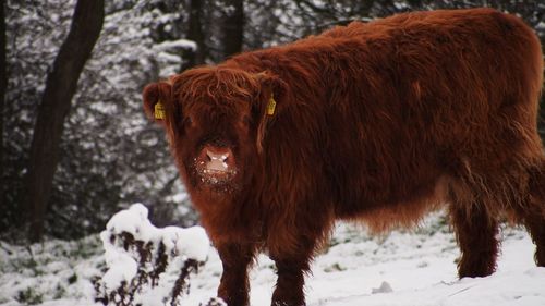 Horse on snow covered field