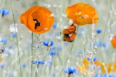 Close-up of orange poppy flowers on field