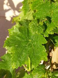 Close-up of leaves