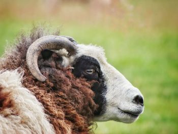 Close-up of an animal